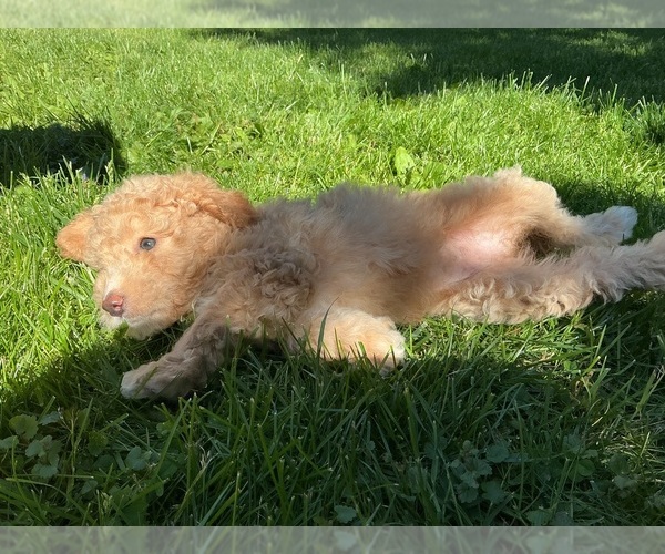 Medium Photo #3 Goldendoodle (Miniature) Puppy For Sale in KEWASKUM, WI, USA
