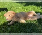 Small #2 Goldendoodle (Miniature)