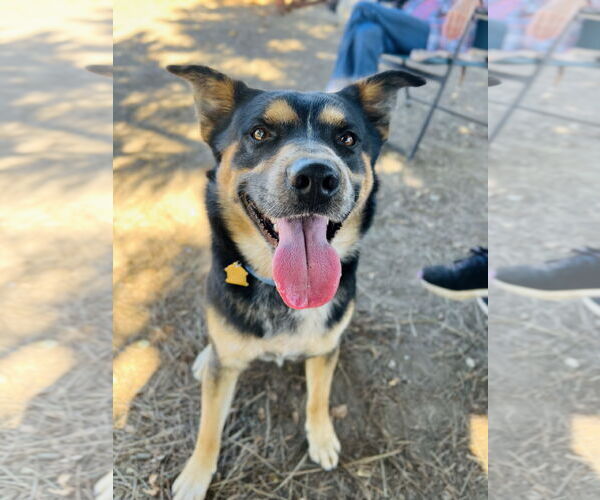 Medium Photo #1 Australian Shepherd-German Shepherd Dog Mix Puppy For Sale in Seal Beach, CA, USA