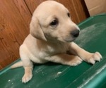 Small Photo #2 Labrador Retriever Puppy For Sale in WOODBRIDGE, CT, USA
