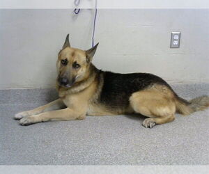 German Shepherd Dog Dogs for adoption in Pasadena, TX, USA