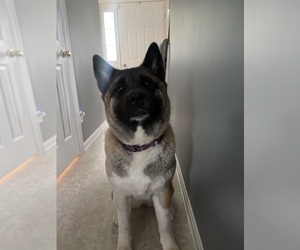 Akita Puppy for sale in LUSBY, MD, USA