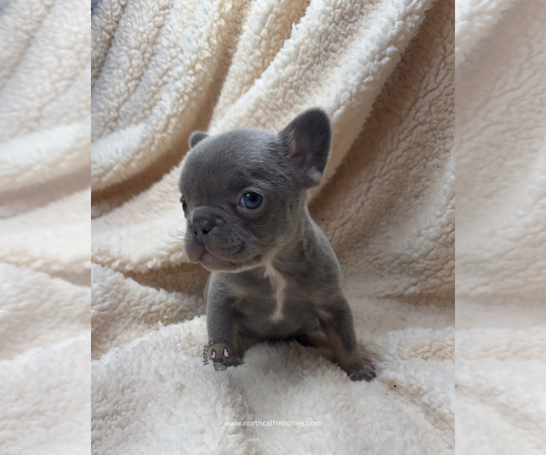 Medium Photo #2 French Bulldog Puppy For Sale in SACRAMENTO, CA, USA