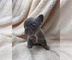 Small #1 French Bulldog