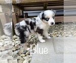 Puppy Blue Miniature Australian Shepherd
