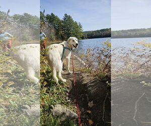 Labrenees Dogs for adoption in Croydon, NH, USA