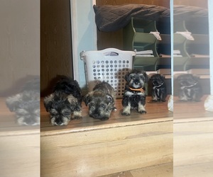Schnauzer (Miniature) Puppy for sale in SAN PABLO, CA, USA