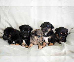 American Bully-Miniature Australian Shepherd Mix Litter for sale in SOMERSET, MA, USA