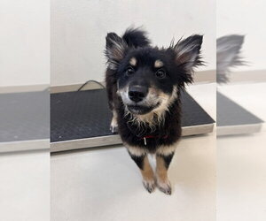 Mutt Dogs for adoption in Webster, WI, USA