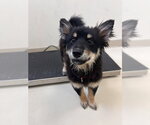 Teddy - Male Mutt Dog for Adoption - Small photo