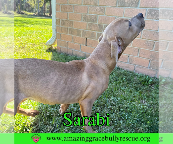 Medium Photo #6 Bulldog-Labrador Retriever Mix Puppy For Sale in Pensacola, FL, USA