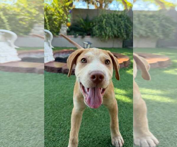 Medium Photo #6 Golden Labrador Puppy For Sale in Cave Creek, AZ, USA