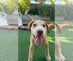 Small Photo #6 Golden Labrador Puppy For Sale in Cave Creek, AZ, USA