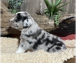 Small Photo #2 Miniature Australian Shepherd Puppy For Sale in GEARY, OK, USA
