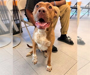 Mutt Dogs for adoption in Rancho Cucamonga, CA, USA