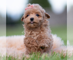 Small #5 Maltipoo (Miniature)