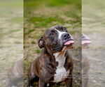 Small #1 American Pit Bull Terrier Mix