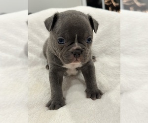 Faux Frenchbo Bulldog Puppy for sale in RIDGEVILLE, SC, USA