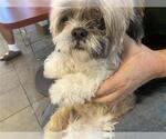 Small Shih Tzu Mix