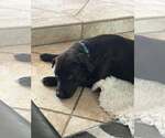 Small #10 Labrador Retriever Mix