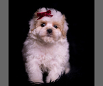 Small Photo #117 Maltipoo (Miniature) Puppy For Sale in WARSAW, IN, USA