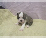 Small #1 Boston Terrier