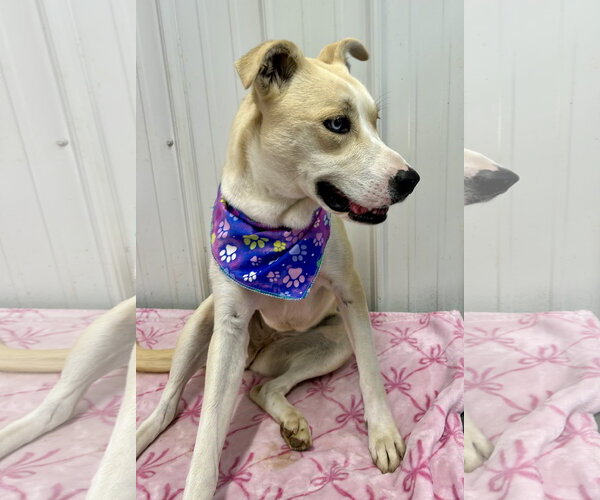 Medium Photo #8 Carolina Dog-Siberian Husky Mix Puppy For Sale in Corning, AR, USA