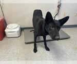 Small German Shepherd Dog Mix