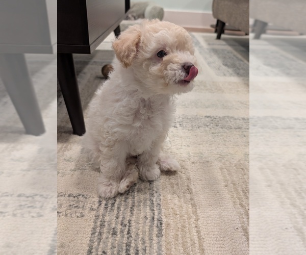 Medium Photo #4 Miniature Australian Shepherd-Poodle (Toy) Mix Puppy For Sale in CICERO, NY, USA