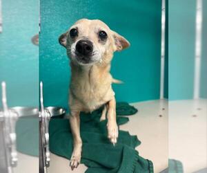 Chihuahua Dogs for adoption in Oklahoma City, OK, USA