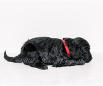 Small Photo #4 Goldendoodle-Irish Doodle Mix Puppy For Sale in LITTLE ROCK, AR, USA