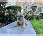 Small Photo #193 French Bulldog Puppy For Sale in HAYWARD, CA, USA