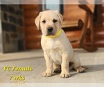 Puppy Yellow Collar Labrador Retriever