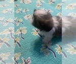 Small Photo #12 Shih Tzu Puppy For Sale in FORT WORTH, TX, USA