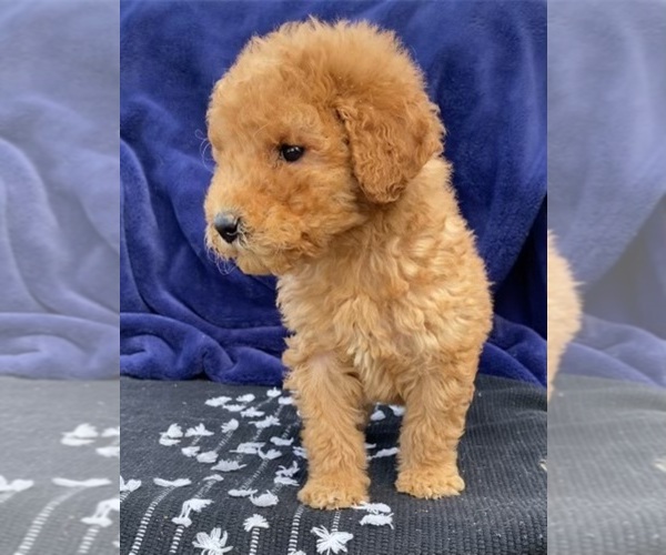Medium Photo #1 Goldendoodle Puppy For Sale in EDWARDSBURG, MI, USA
