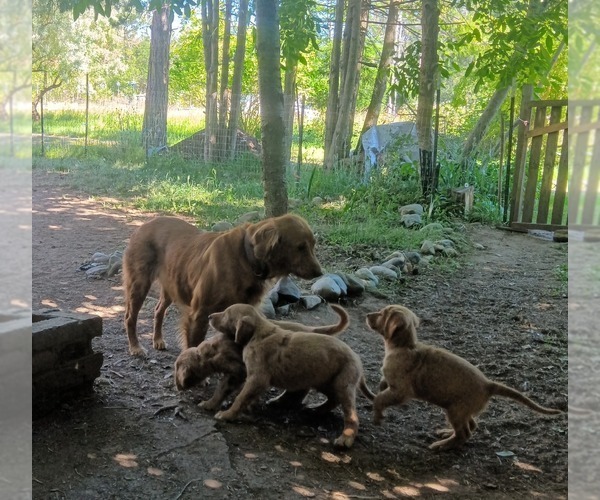 Medium Photo #2 Golden Retriever Puppy For Sale in NORDLAND, WA, USA