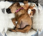 Small #15 Redbone Coonhound