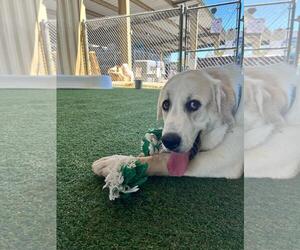 Great Pyrenees Dogs for adoption in Woodland, CA, USA