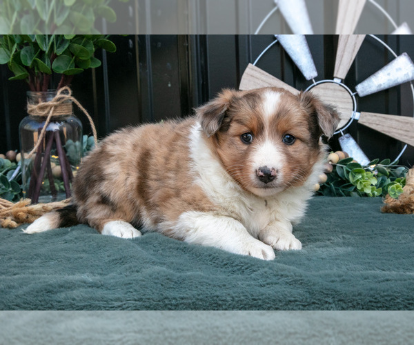 Medium Photo #2 Shel-Aussie Puppy For Sale in HILLSBORO, OH, USA