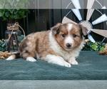 Small #1 Shel-Aussie