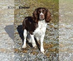 Small Photo #1 English Springer Spaniel Puppy For Sale in BEAVER SPRINGS, PA, USA