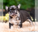 Small #2 French Bulldog