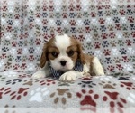 Small #5 Cavalier King Charles Spaniel