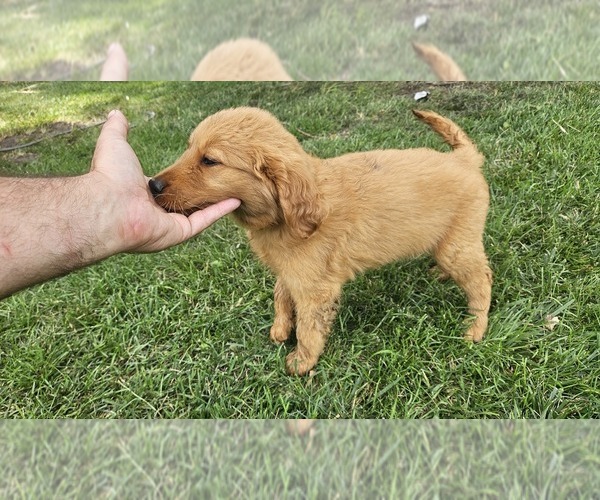 Medium Photo #2 Golden Retriever Puppy For Sale in ALBIA, IA, USA
