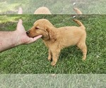 Small #1 Golden Retriever