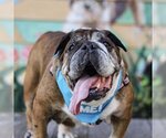 Small Photo #1 Bulldog Puppy For Sale in Pacific Grove, CA, USA