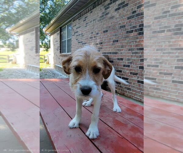 Medium Photo #10 Beagle-Unknown Mix Puppy For Sale in Aurora, IN, USA