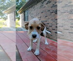 Small #9 Beagle Mix