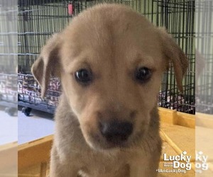 Colonial Cocker Spaniel-Unknown Mix Dogs for adoption in Washington, DC, USA