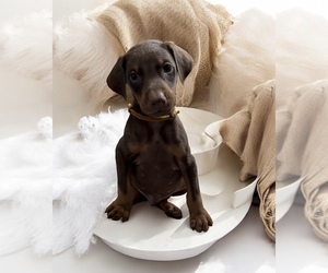 Doberman Pinscher Puppy for Sale in POMEROY, Ohio USA